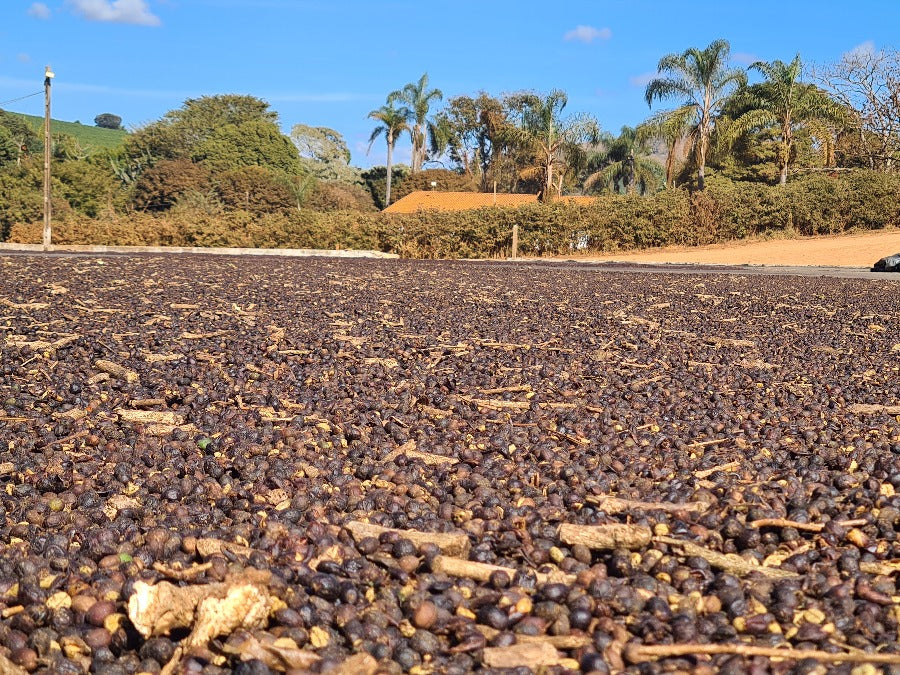 Brazilian Love Affair Subscription - Subscription