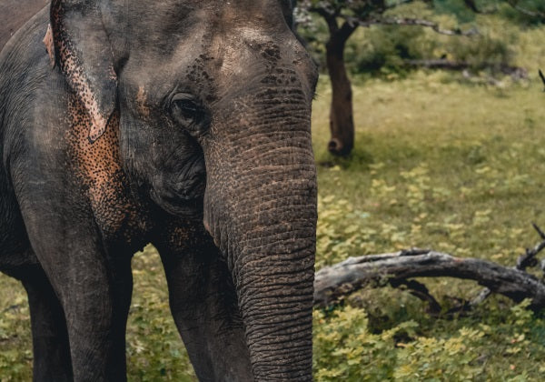 What Have Apples & Elephants got to do with Coffee Microlots?