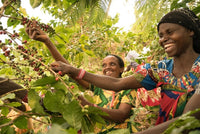 farmers picking coffee at Ethiopia Buliye farm