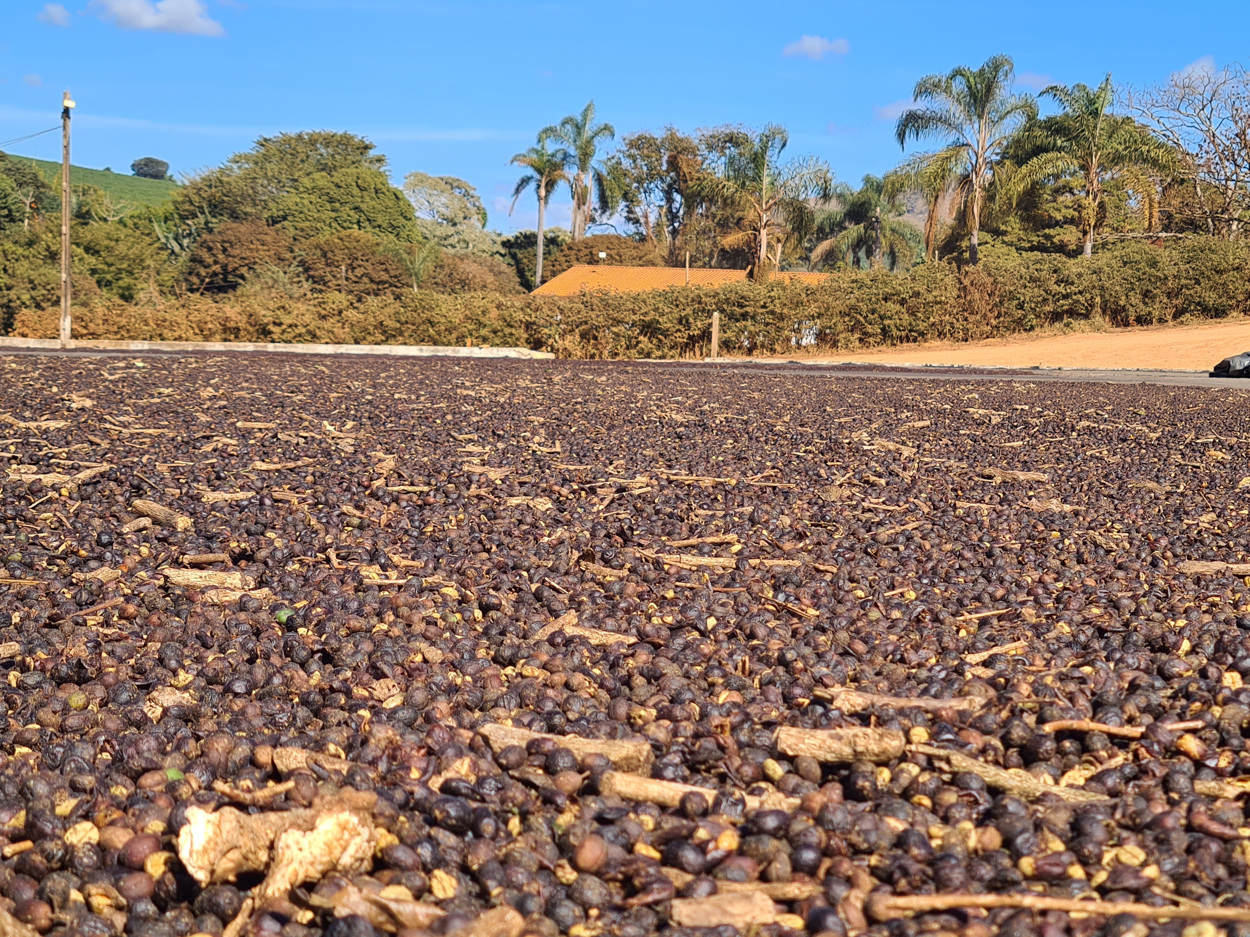 Brazilian Love Affair Coffee Pods Subscription - Subscription