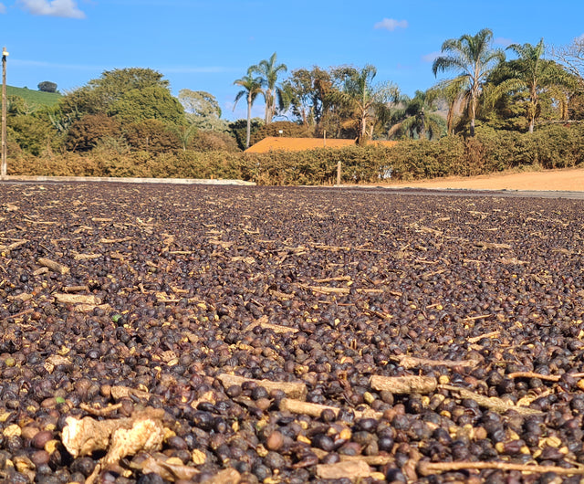Brazilian Love Affair Coffee Pods - Subscription
