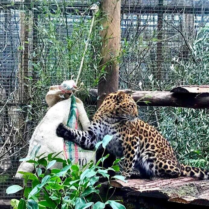 Hessian Coffee Sacks