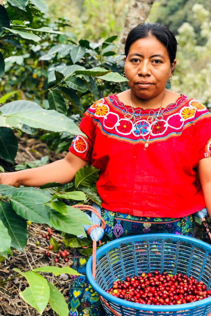 Coffee farmer picking coffee cherries from la morena coffee collective in Guatemala