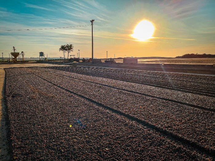 Mellowship Slinky Decaf Coffee Pods Subscription - Subscription